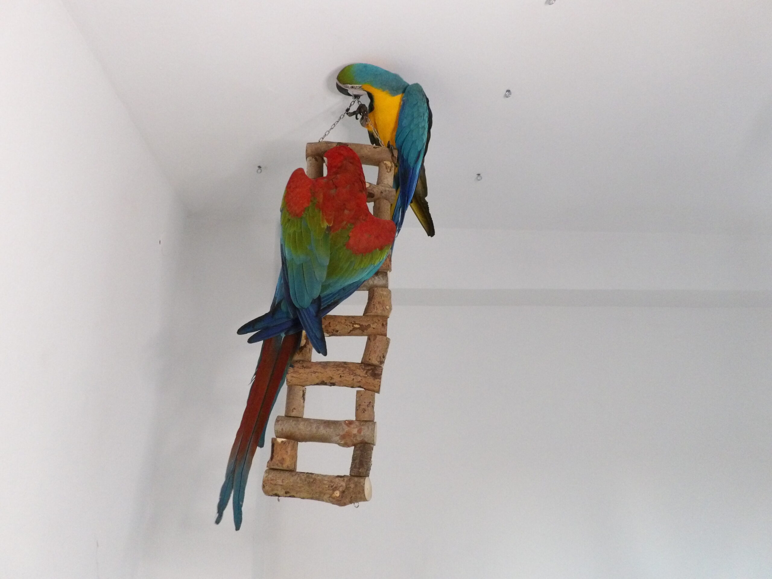 KODAK Digital Still Camera